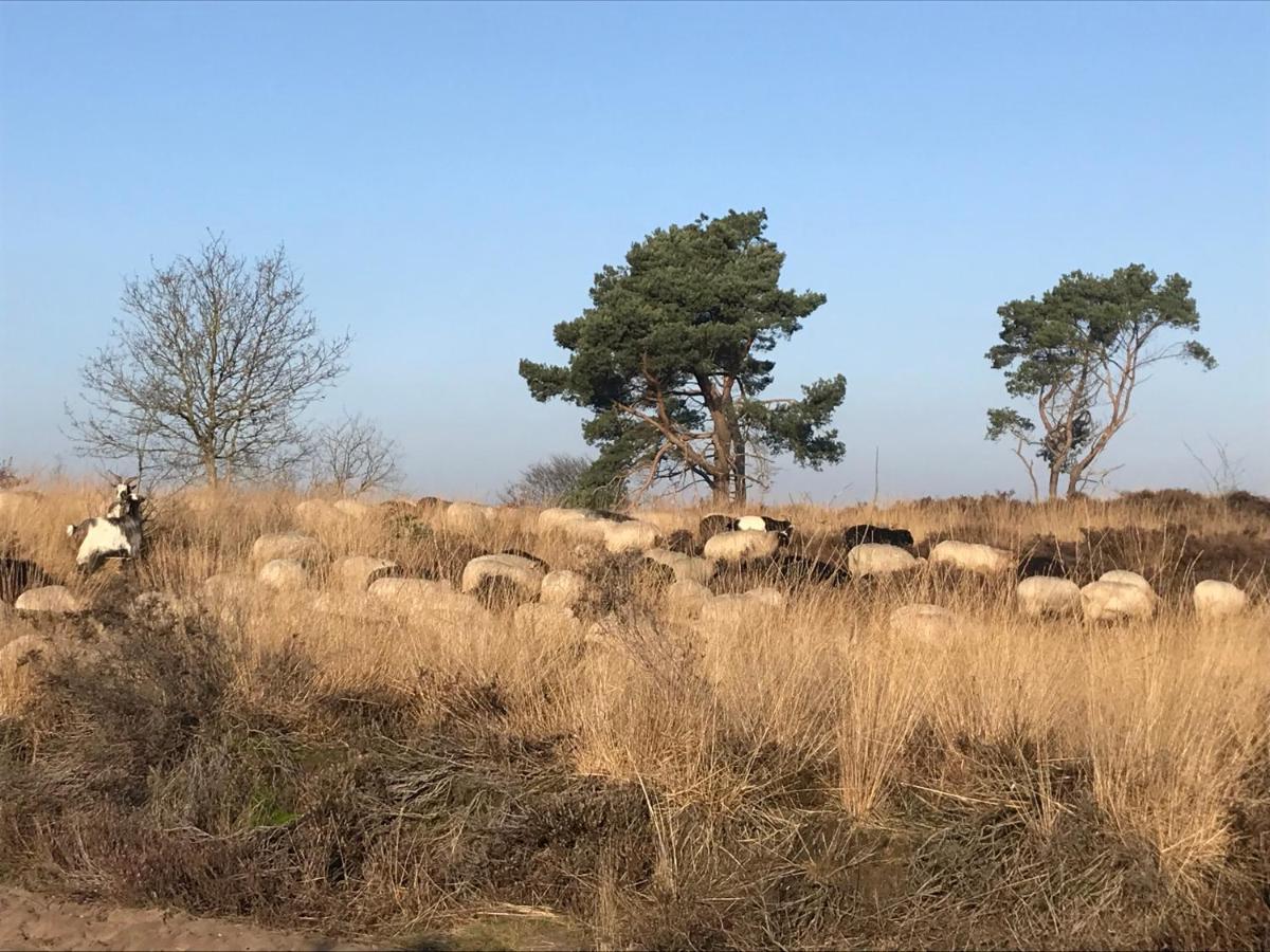 Apartament Het Grote Paard Havelte Zewnętrze zdjęcie