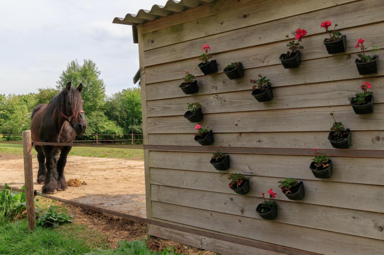 Apartament Het Grote Paard Havelte Zewnętrze zdjęcie